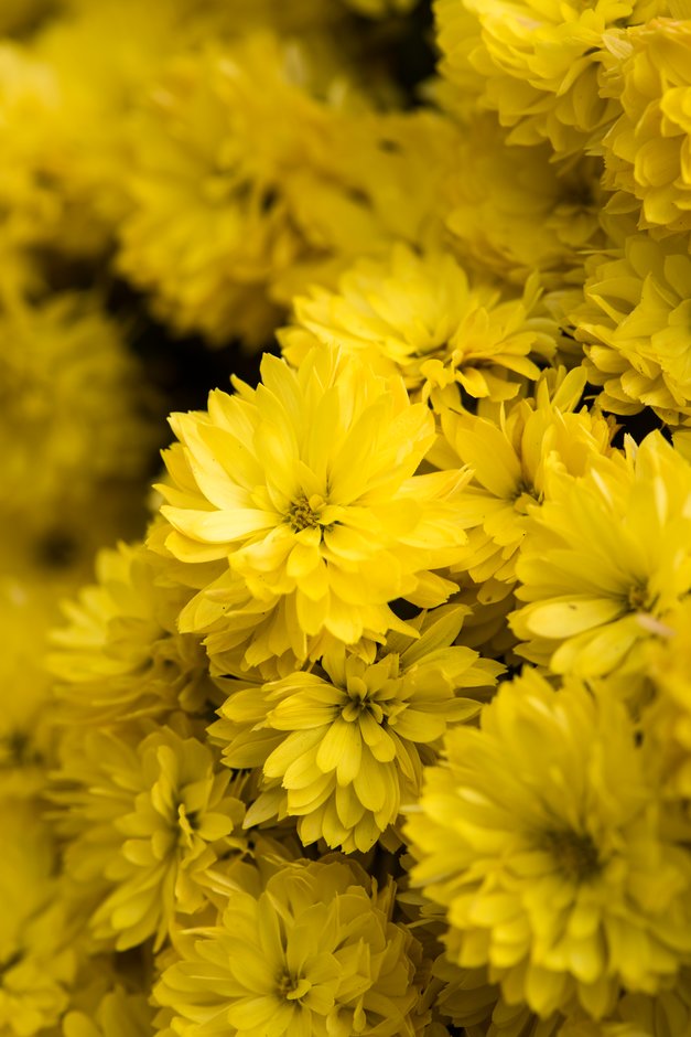 chrysanthemum 'Mezzo Gold'