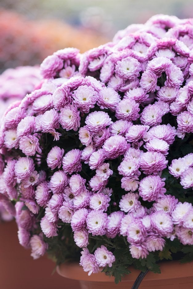 chrysanthemum 'Mezzo Pink'