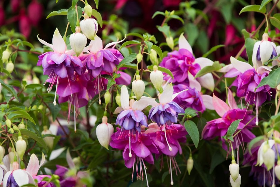 fuchsia 'Lillian Annetts'