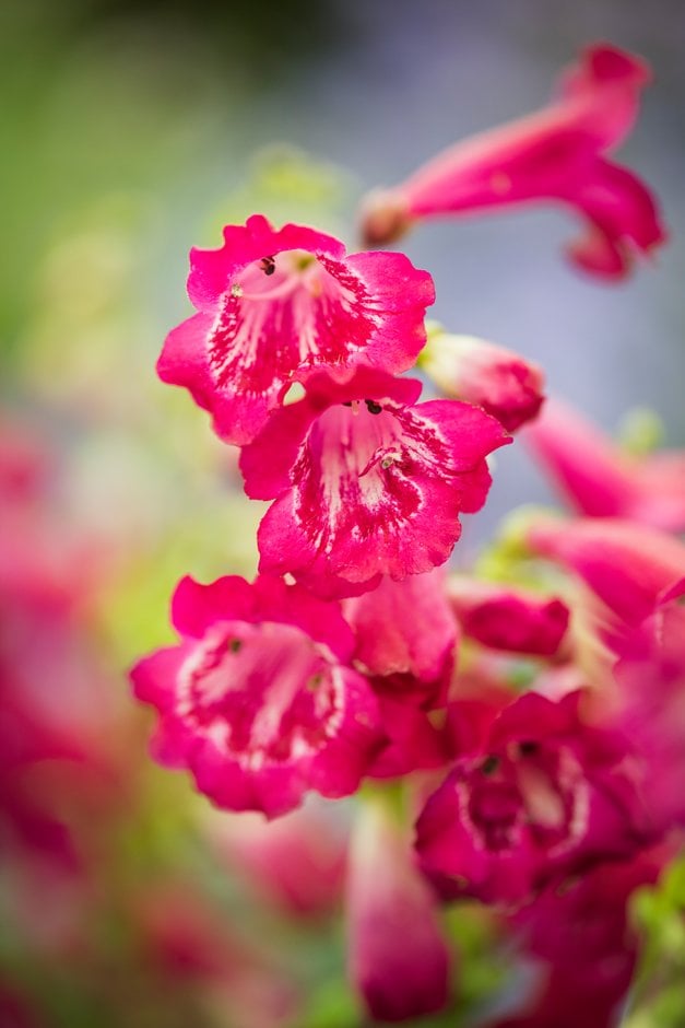 penstemon 'Geoff Hamilton'
