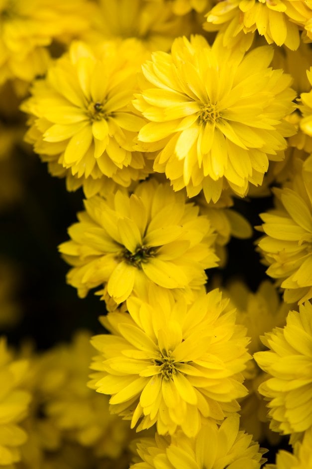 chrysanthemum 'Mezzo Gold'