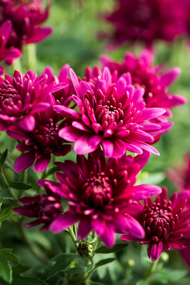 chrysanthemum 'Happy Jogger'