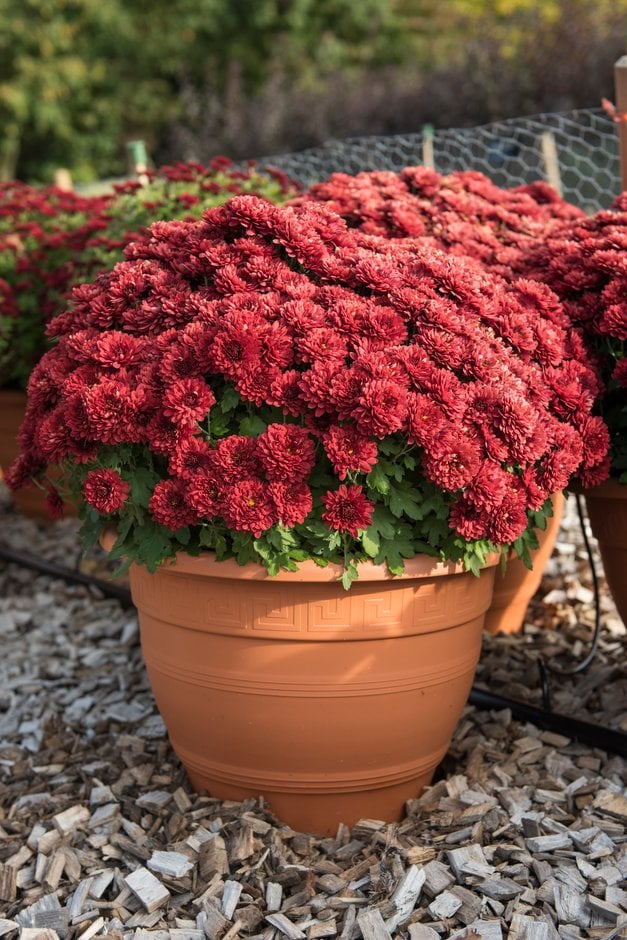 chrysanthemum 'Okura Red'