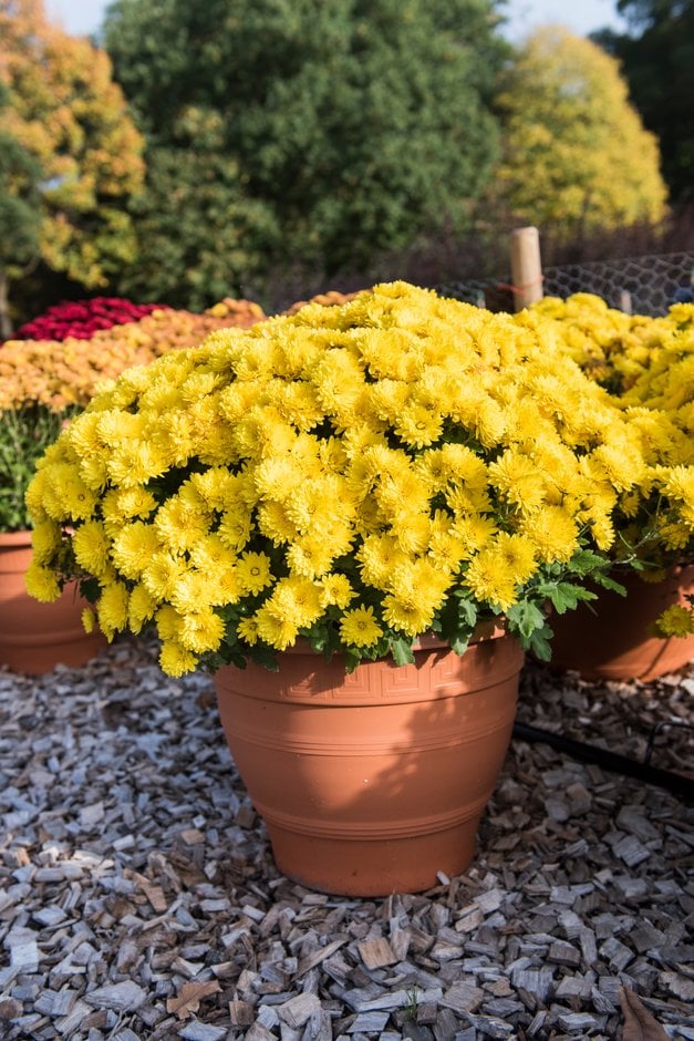 chrysanthemum 'Conaco Yellow'