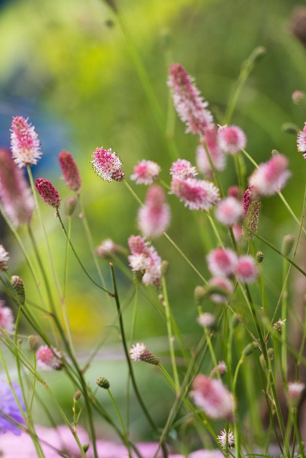burnet 'Pink Tanna'