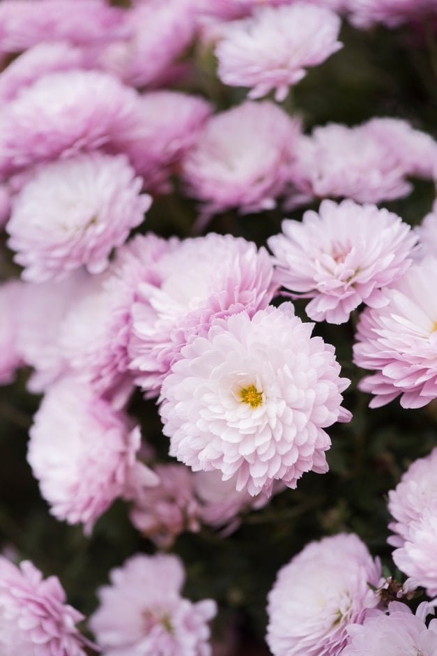 chrysanthemum 'Mabel Pink'