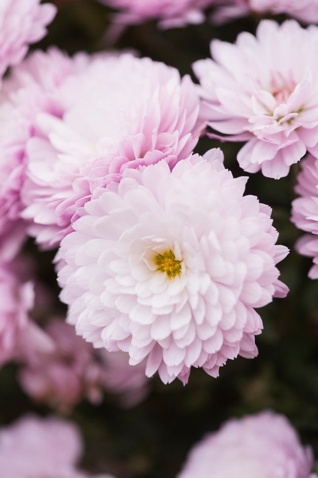 chrysanthemum 'Mabel Pink'