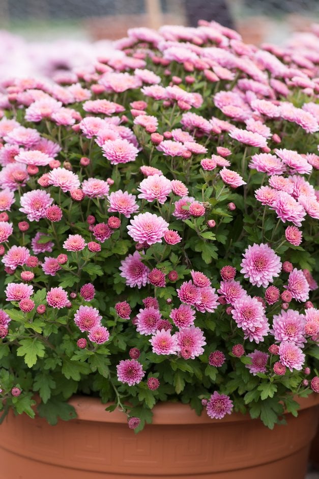 chrysanthemum 'Nakato Pink'
