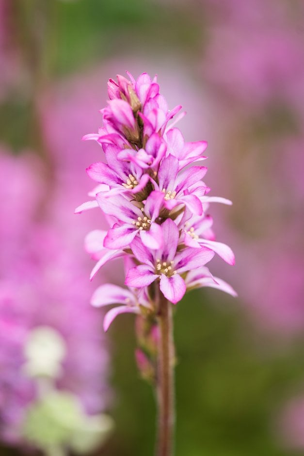 wedding flower 'Petite Bouquet'