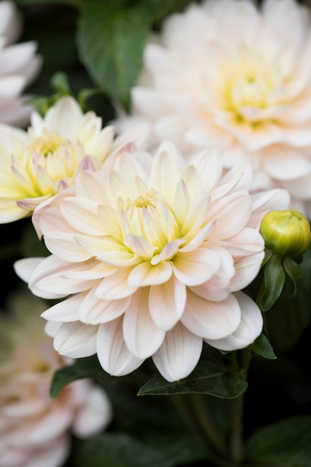 dahlia 'Diana's Memory'