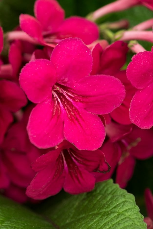 Cape primrose 'Ruby'