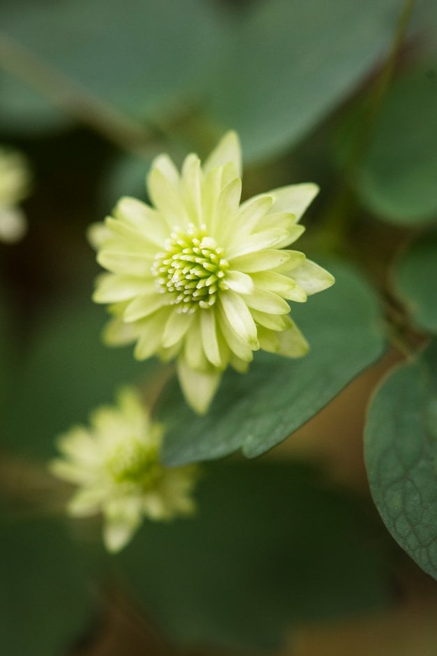 rue anemone 'Betty Blake'