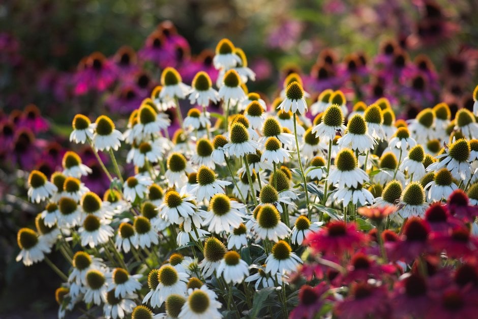 purple coneflower 'Alba'