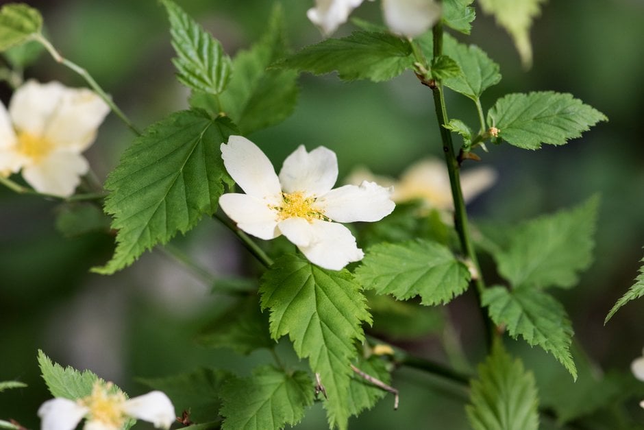 Japanese rose 'Albescens'