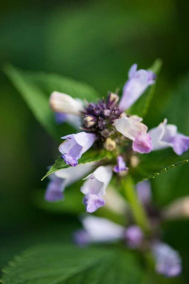 catmint 'Pink Panther'