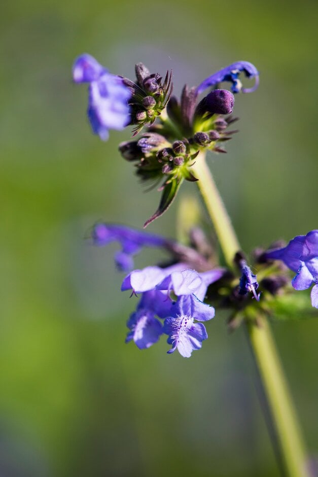 Pratt's catmint