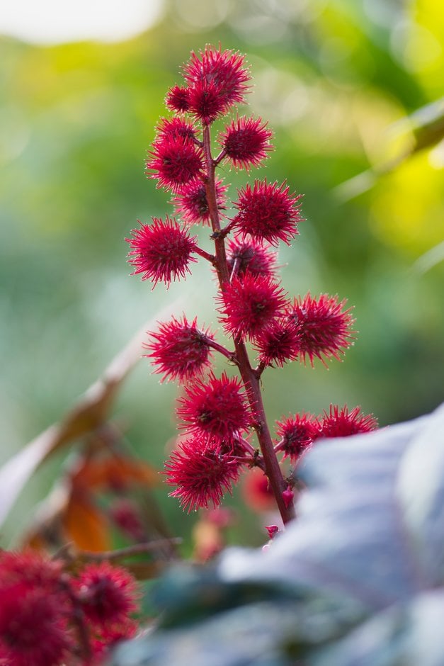 ricinus-communis-impala-caster-oil-plant-impala-shrubs-rhs-gardening