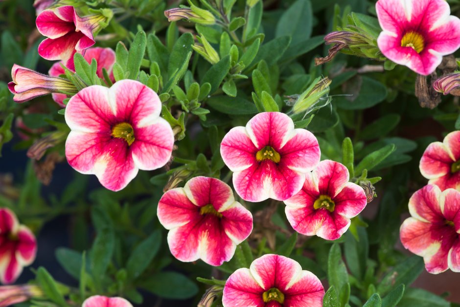 calibrachoa [Volcano Sunset]