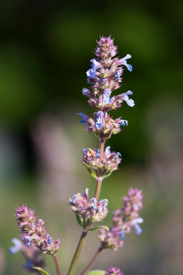 catmint 'Leeds Castle'
