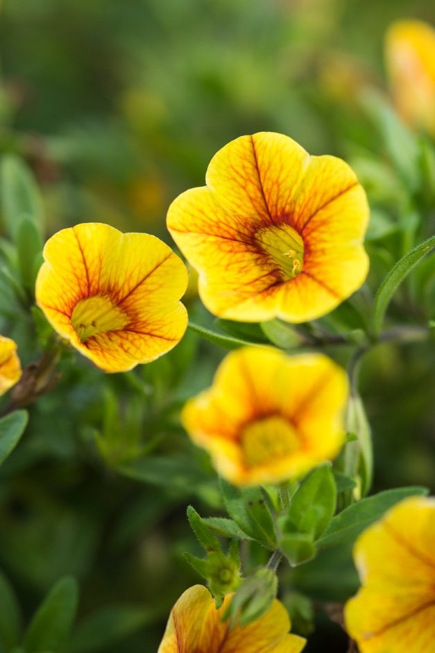 calibrachoa [Aloha Classic Gold]