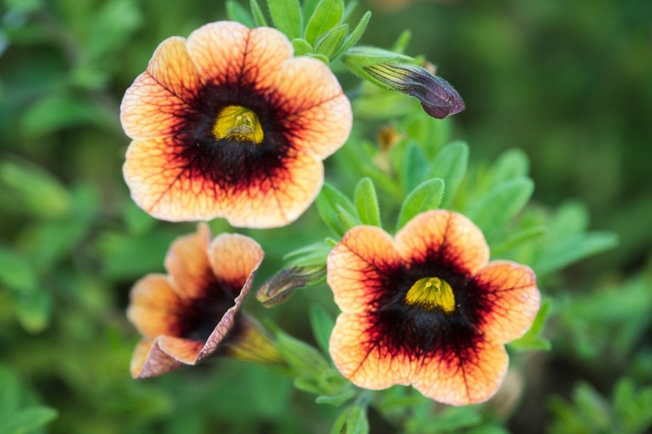 calibrachoa [Caloha Classic Yellow Chocolate Ring]