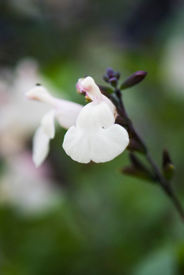 sage 'Heatwave Glimmer'