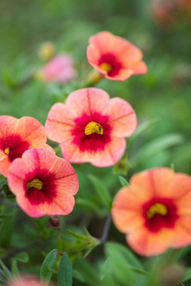 calibrachoa [Can-can Coral Reef]