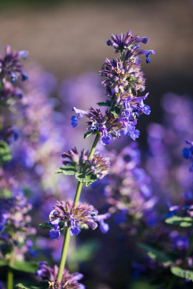 catmint 'Poseidon'