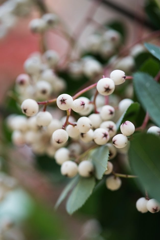 glabrous mountain ash