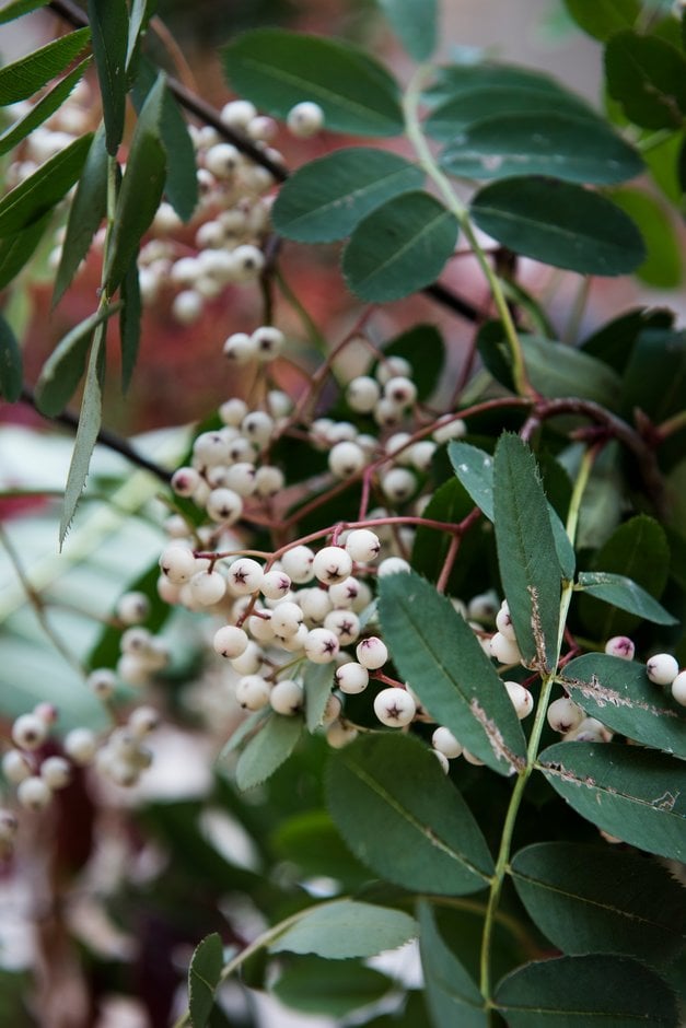 glabrous mountain ash