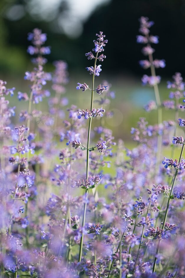 catmint 'Six Hills Gold'