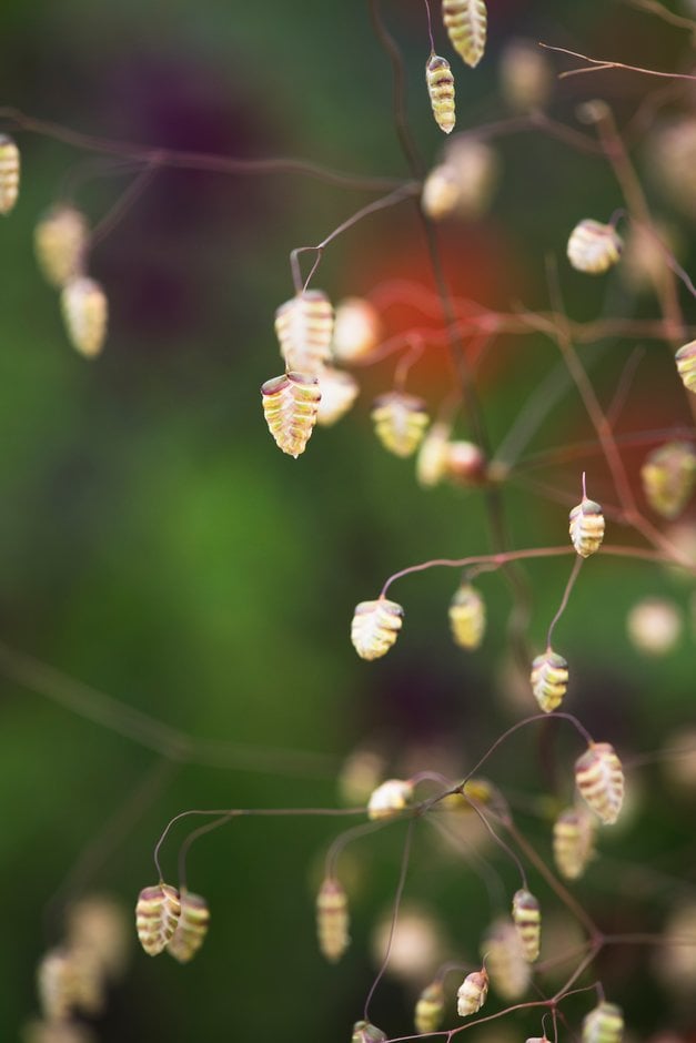 quaking grass 'Limouzi'