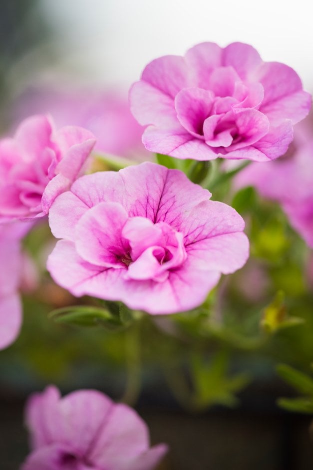 calibrachoa [Romantic Pink]