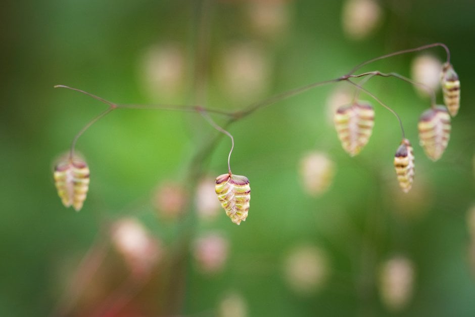 quaking grass 'Limouzi'