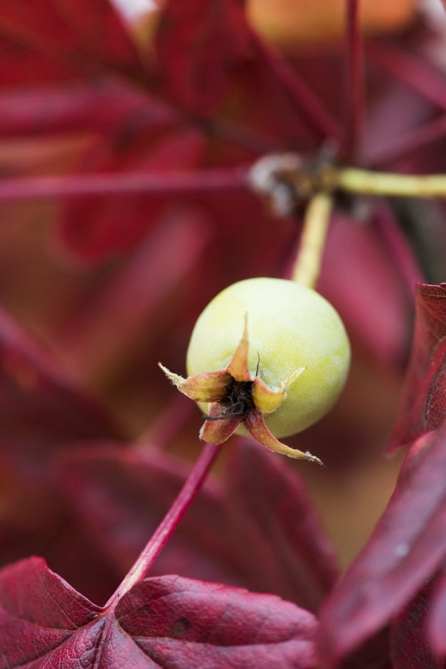 Lebanese wild apple