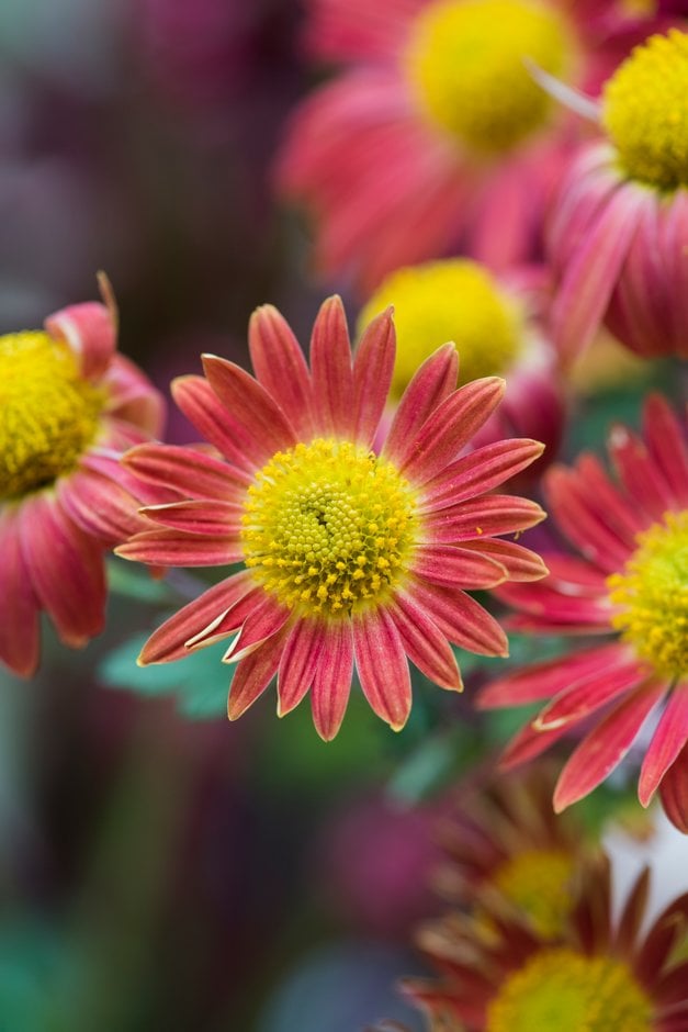 chrysanthemum 'Cottage Apricot'