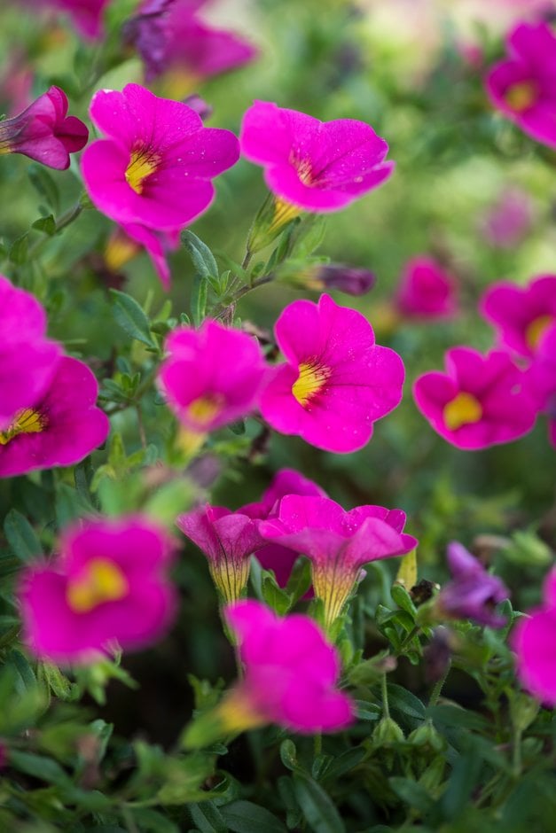 calibrachoa [Can-can Neon Pink]