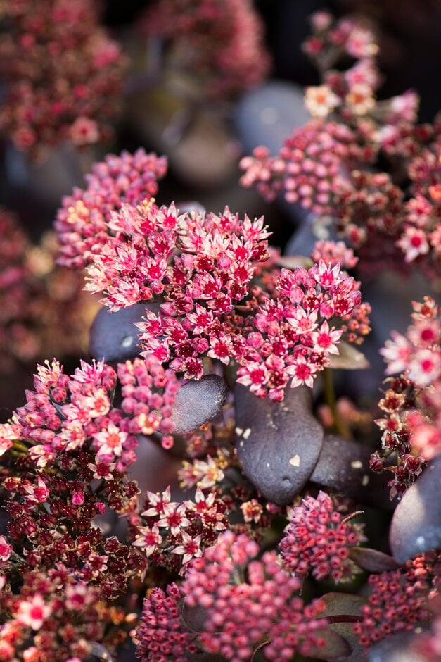 stonecrop 'Touchdown Teak'
