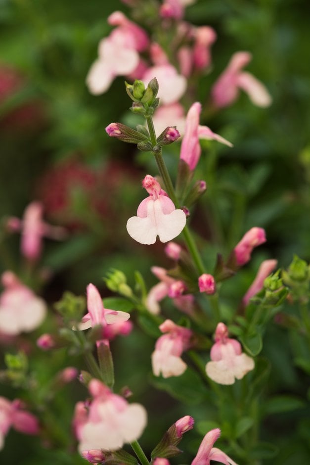 sage 'Sierra San Antonio'