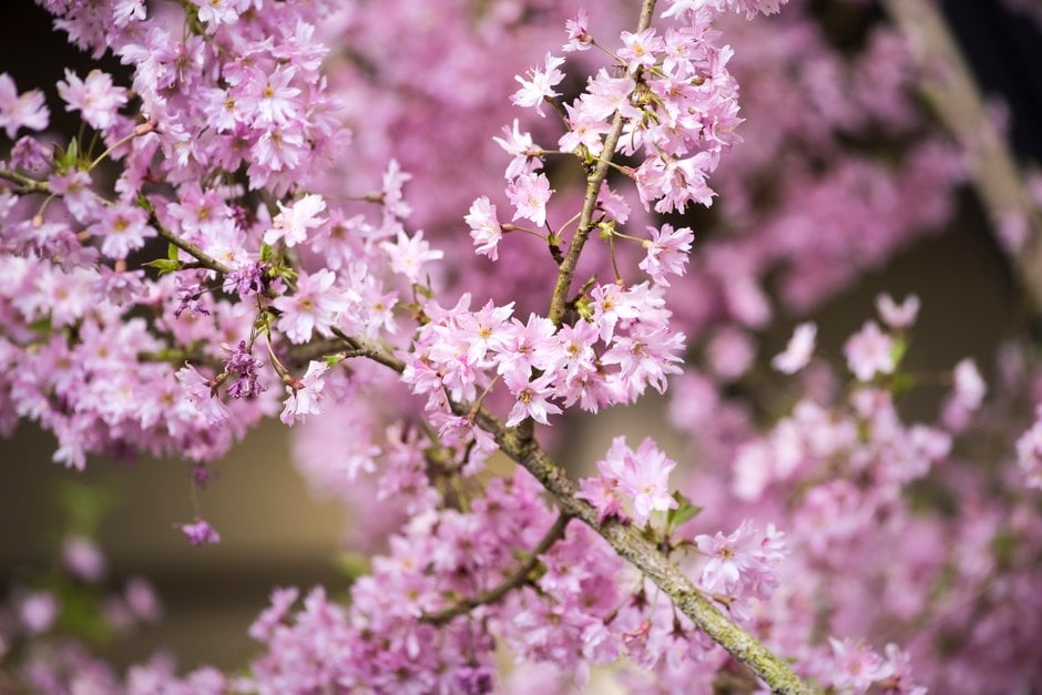 Prunus x subhirtella 'Fukubana' | winter-flowering cherry 'Fukubana ...