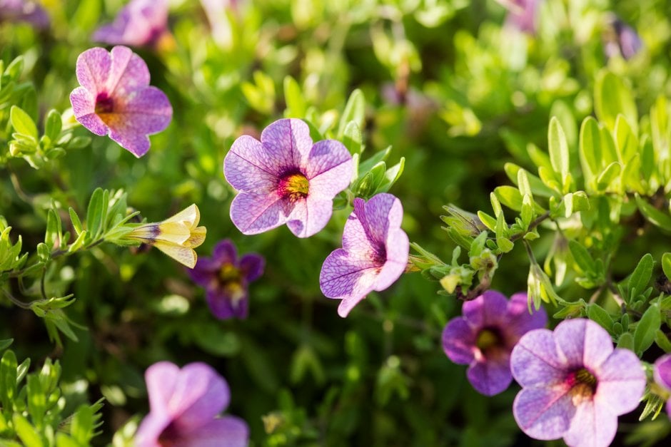calibrachoa [Chameleon Blueberry Scone]