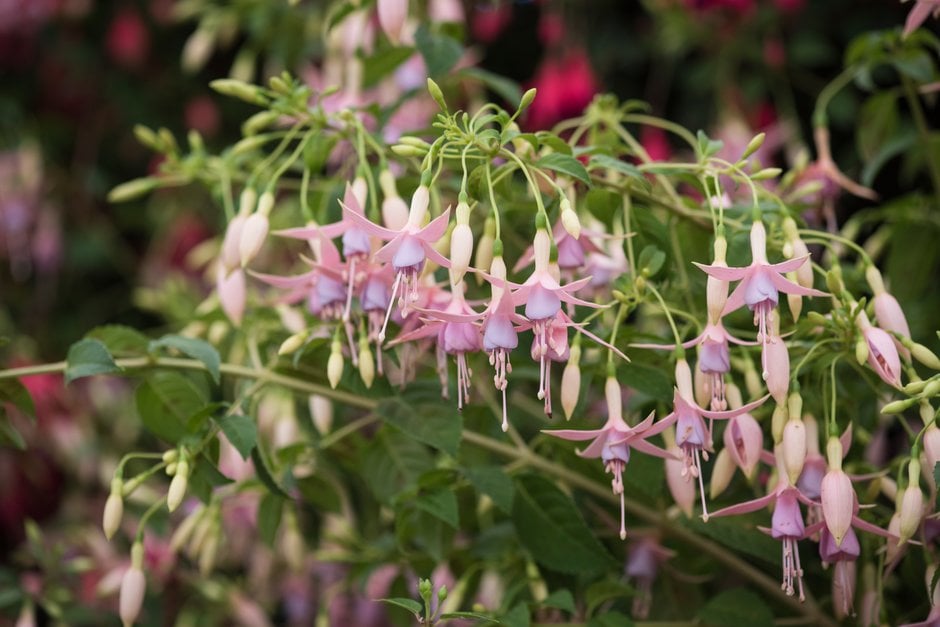 fuchsia 'Grayrigg'