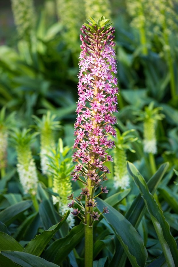 pineapple lily 'Pink Gin'
