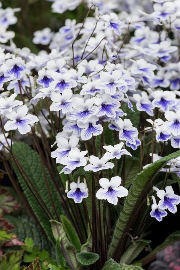 Cape primrose 'Crystal Ice'
