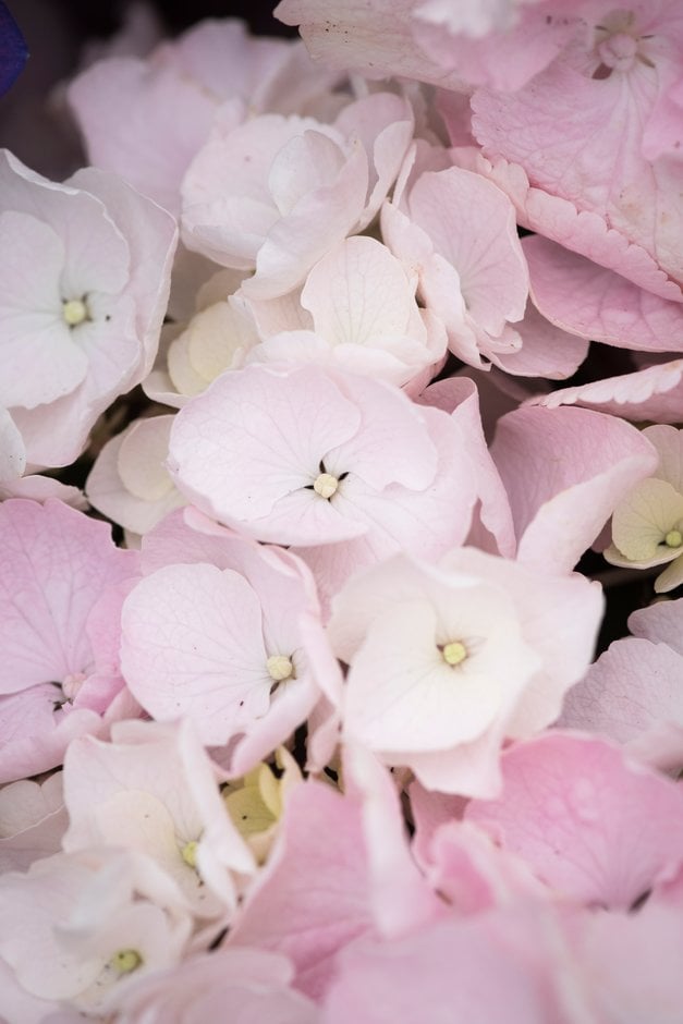 hydrangea 'Hobella'