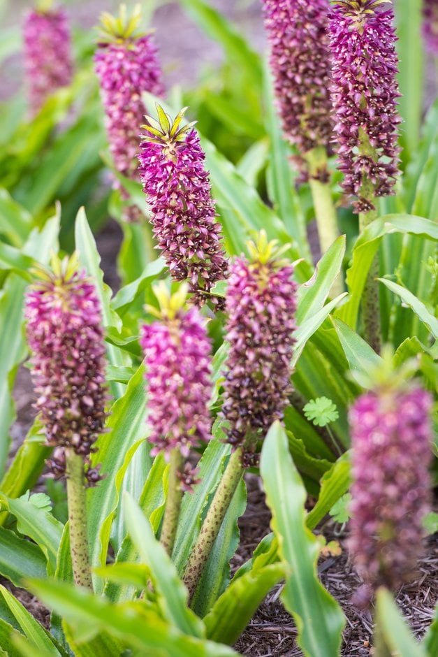 pineapple lily 'Leia'