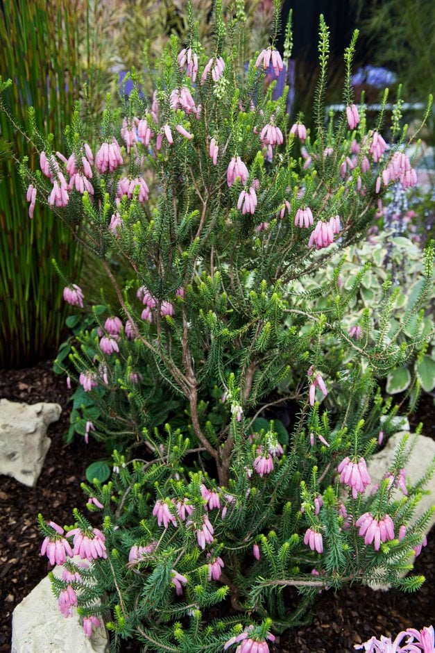 bridal heath
