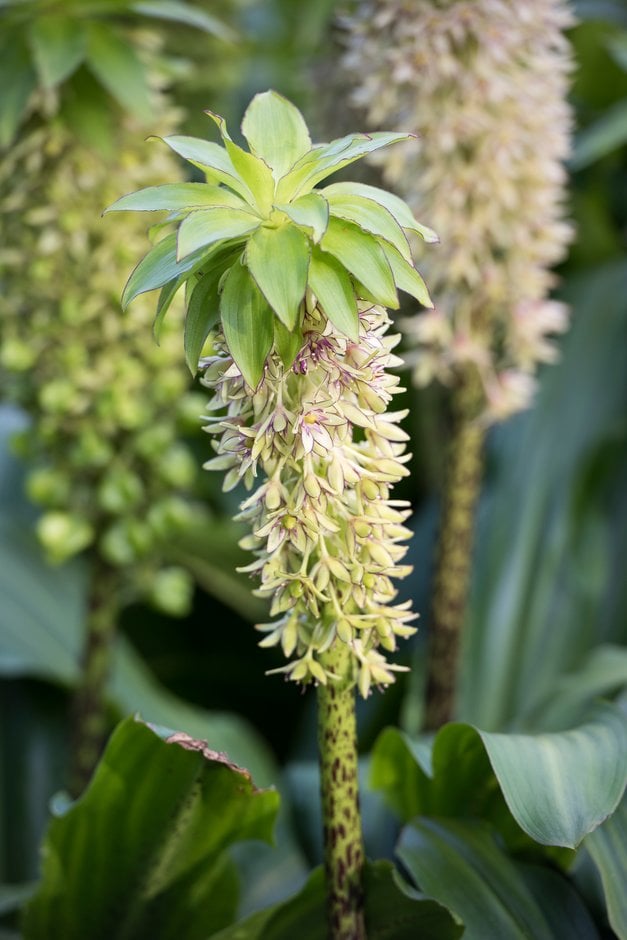 two-coloured pineapple lily