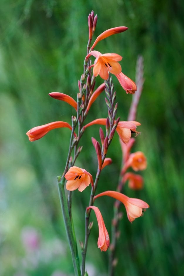 Beatrice watsonia