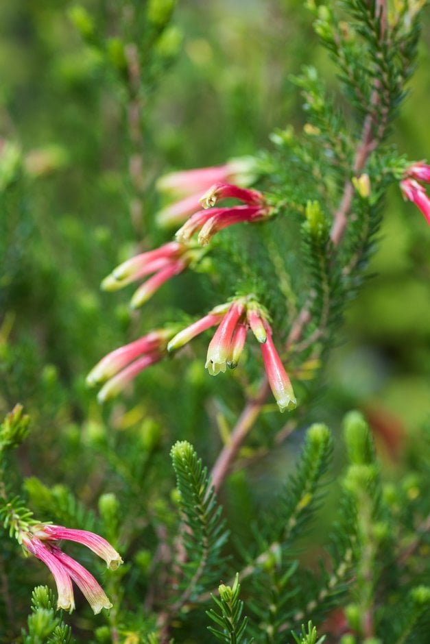 colour-changing heath